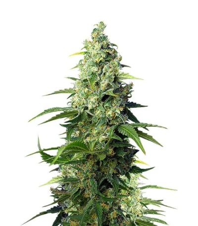 Honey Peach Auto CBD fem