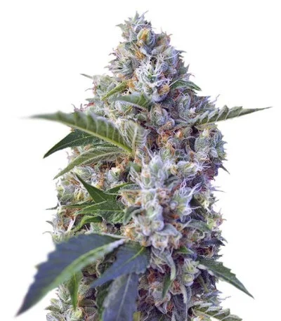 Indigo Berry Kush fem