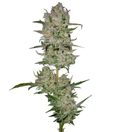 Jack 47 Auto fem