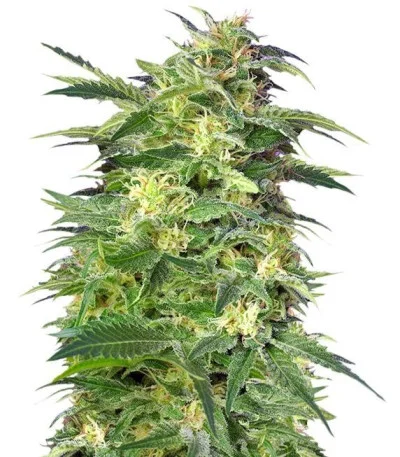 Killer Kush Auto fem