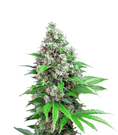 Killer Kush F1 Fast Version fem