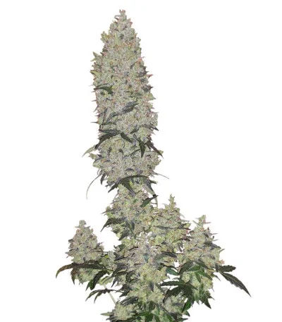 Mohan Ram Auto fem
