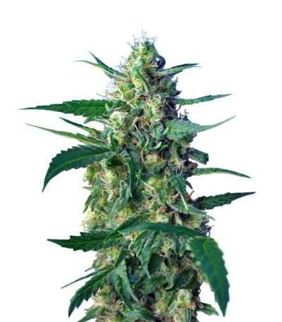 NYC Diesel Auto fem