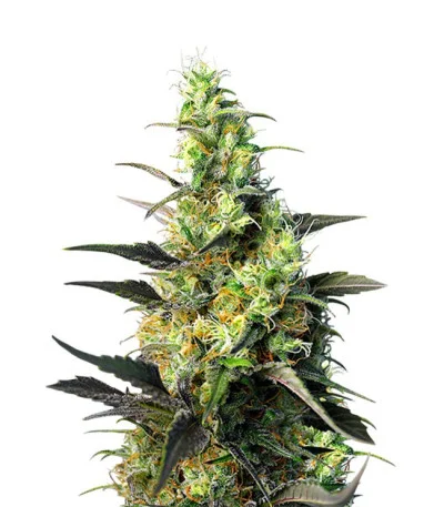 NYC Diesel CBD fem