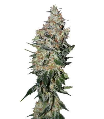 NYC Diesel fem
