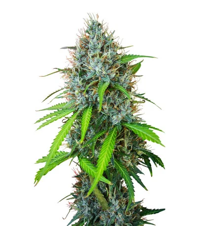 Papaya Zoap Auto fem