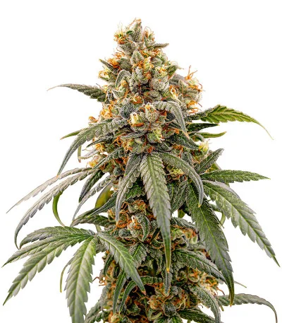 Papaya Zoap F1 Fast Version fem