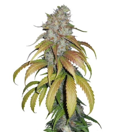 Psicodelicia fem