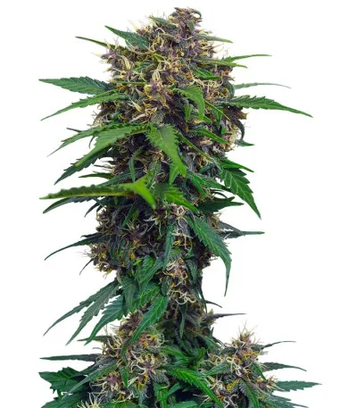 Red Poison Auto fem