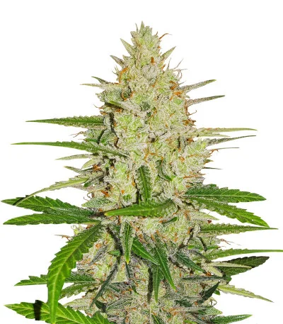 Runtz XL Auto fem