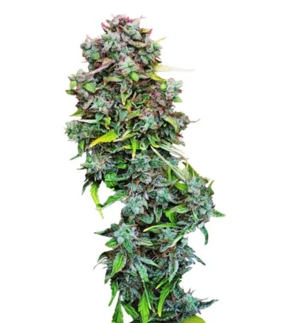 S.A.D. Sweet Afgani Delicious Auto fem