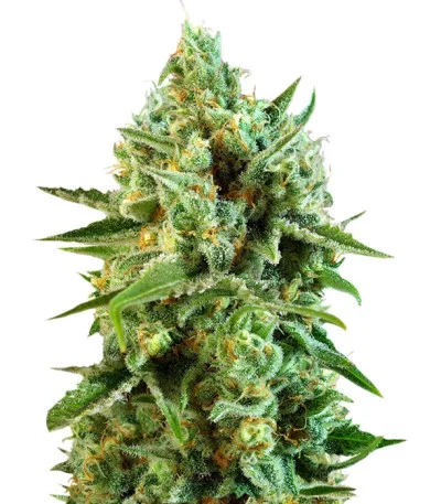 S.A.D. Sweet Afgani Delicious CBD fem