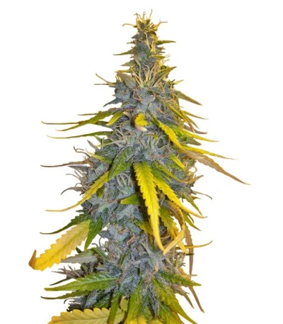 S.A.D. Sweet Afgani Delicious S1 fem