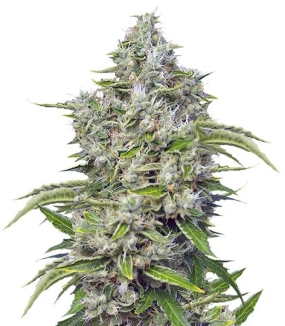 San Fernando Lemon Kush fem