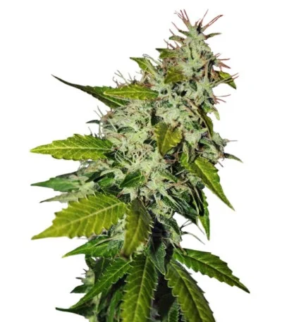 Snow Fruit fem