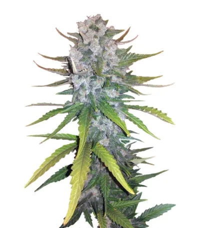 +Speed Auto fem