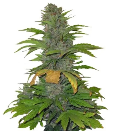 Speed Devil #2 Auto fem