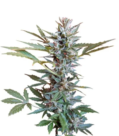 Speed Devil Auto fem