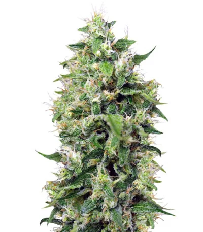 Sweet Amnesia Haze XL Auto fem