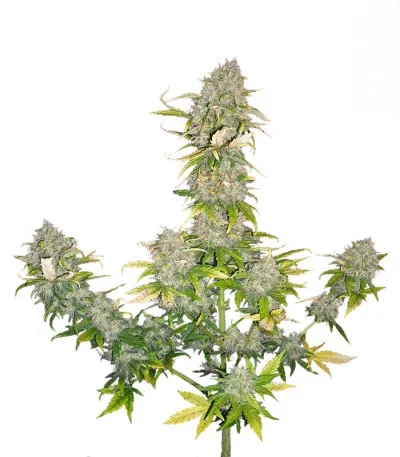 Sweet Cheese Auto fem