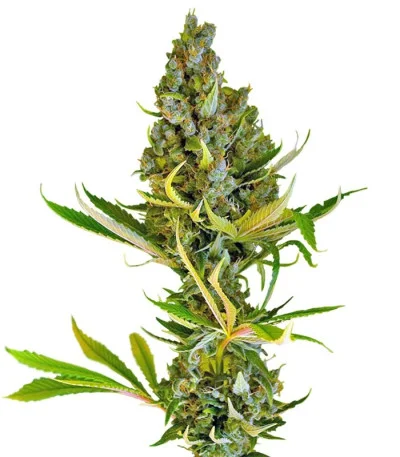 Sweet Cheese F1 Fast Version fem