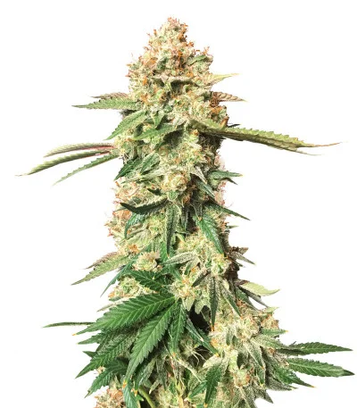 Sweet Cherry Pie fem