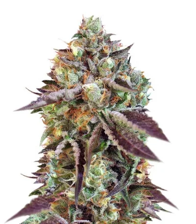 Sweet Nurse Auto CBD fem