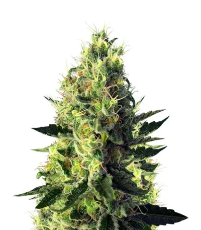Sweet Pure CBD fem