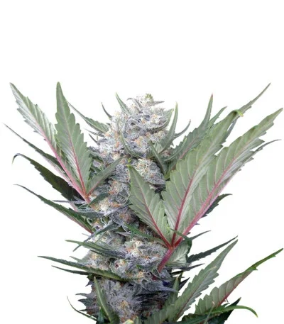 Sweet Skunk F1 Fast Version fem