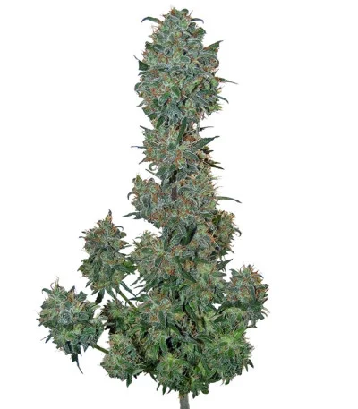 Sweet Special Auto fem