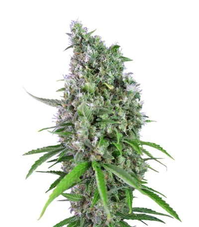 Sweet Trainwreck Auto fem