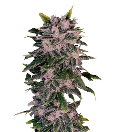 Sweet Zenzation XL Auto fem