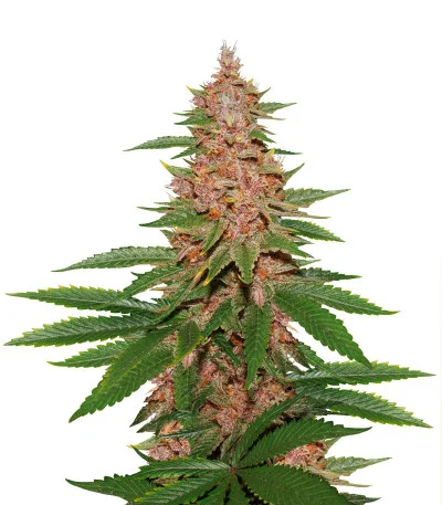 Tropicanna Poison F1 Fast Version fem