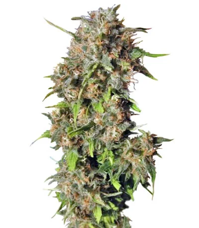 Wild Rose fem