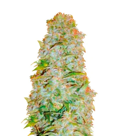 AK-77V Auto fem