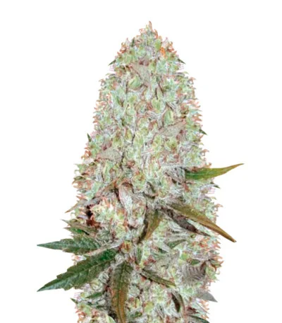 Amnesia Haze Auto fem