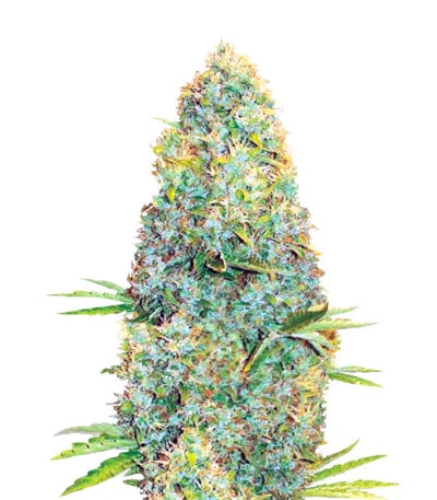 Amnesia Haze fem