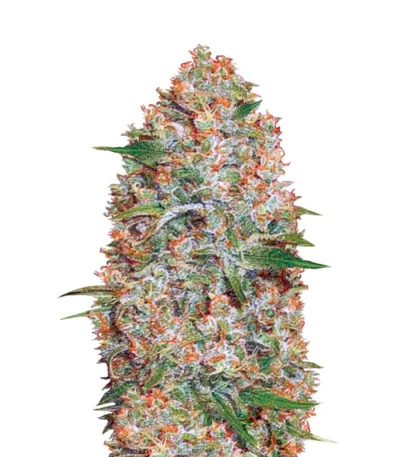 Amnesium Auto fem