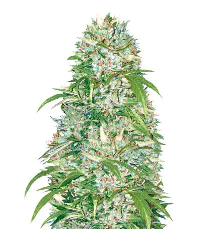 Big Angel Auto fem