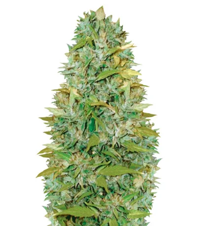 Biggest Bud Auto fem