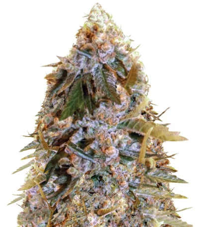 Biggest Bud fem