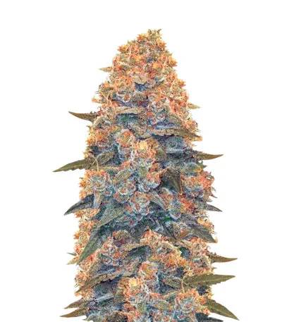 Blow Dream Auto fem