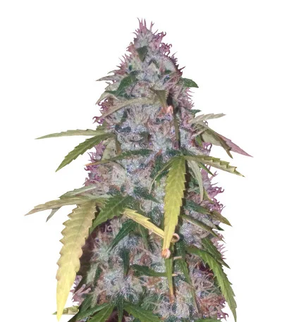Bubblegum+ Pro Auto fem