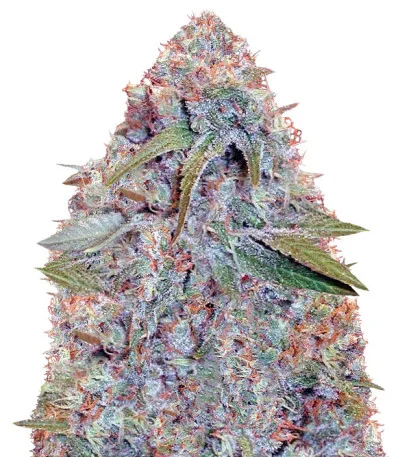 Caramelino fem