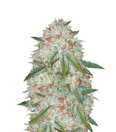 Chocodope Auto fem