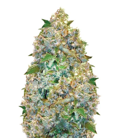 Chronic Monster XXL Auto fem