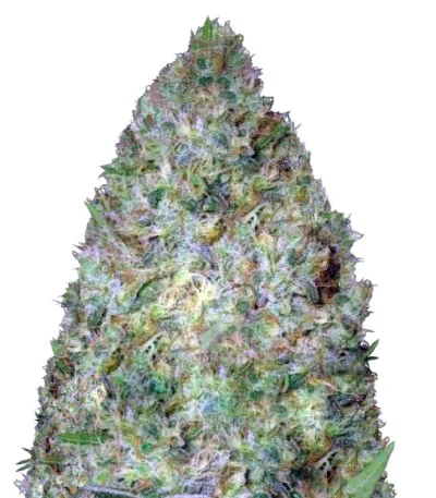 Chronic Monster XXL fem