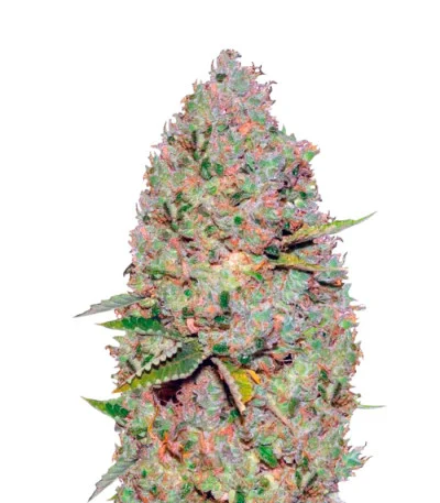 Critical Auto fem