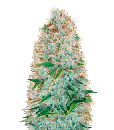 Critical fem