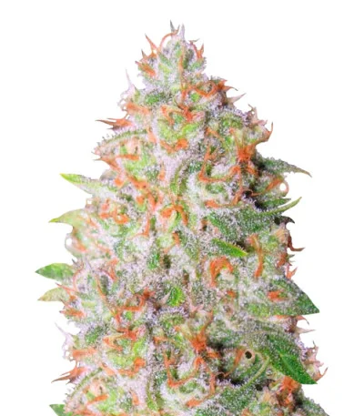 Green Wild Shark Auto fem